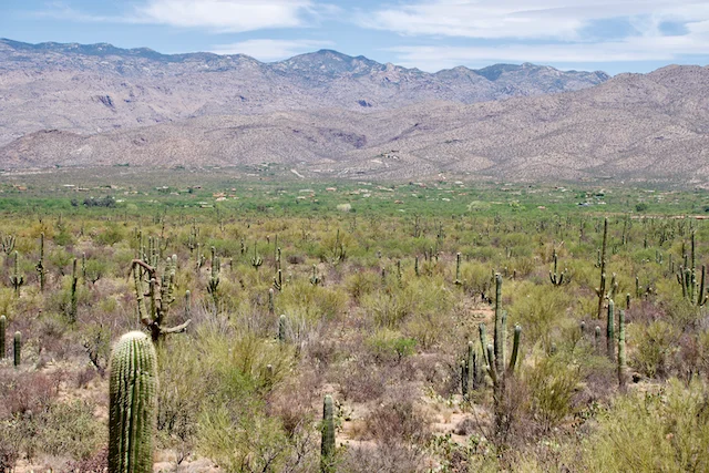 TTT-Saguaro-NP-10
