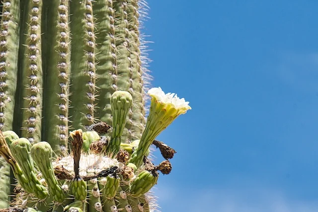 TTT-Saguaro-NP-11