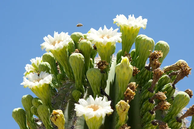 TTT-Saguaro-NP-12
