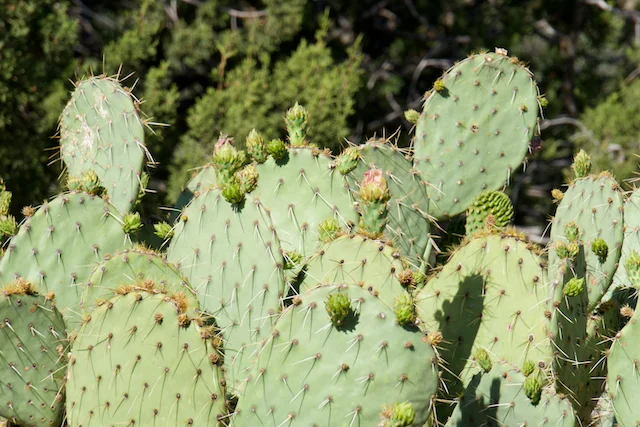 TTT-Tonto-National-Forest-Payson-AR-HIke-02