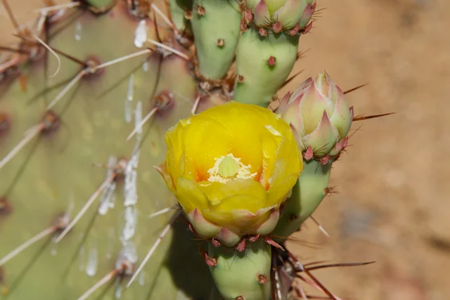 TTT-Tonto-National-Forest-Payson-AR-HIke-04