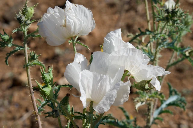 TTT-Tonto-National-Forest-Payson-AR-HIke-05