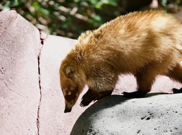 TTT-Tonto-Natural-Bridge-SP-03