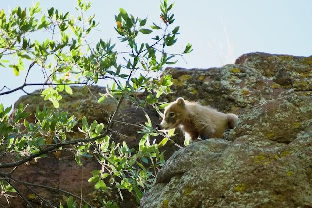 TTT-Tonto-Natural-Bridge-SP-04
