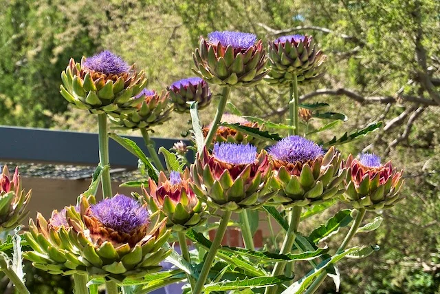TTT-Tucson-Botanical-Garden-04