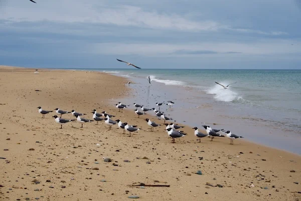 TTT-Cape-Cod-National-Seashore-02