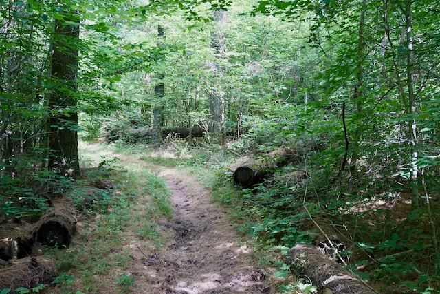 TTT-Hoosier-National-Forest-IN-04