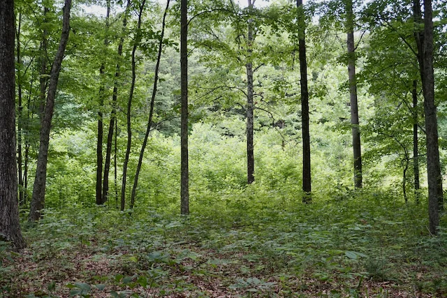 TTT-Hoosier-National-Forest-IN-09