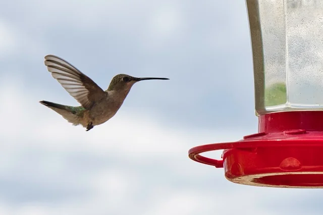 TTT-Hummingbird-Medanales-NM-01