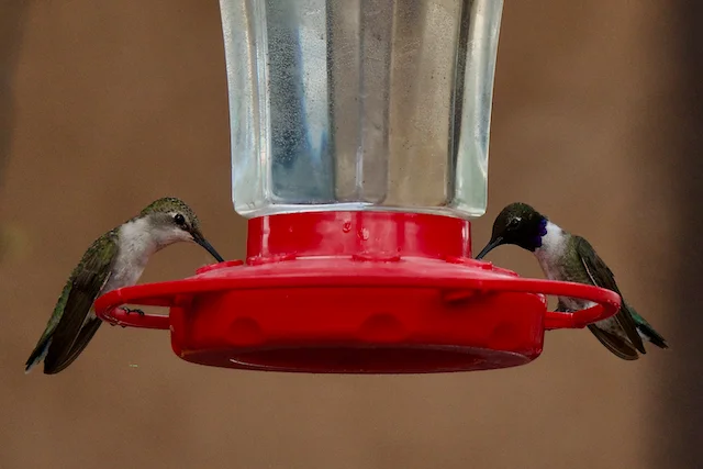 TTT-Hummingbird-Medanales-NM-02