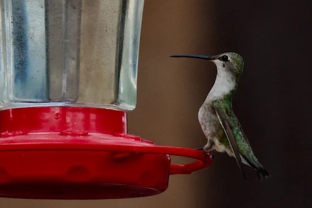TTT-Hummingbird-Medanales-NM-03