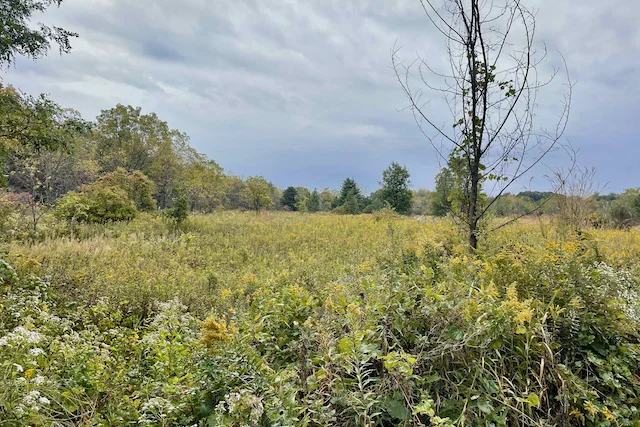 TTT-McDowell-Grove-Forest-Preserve-01