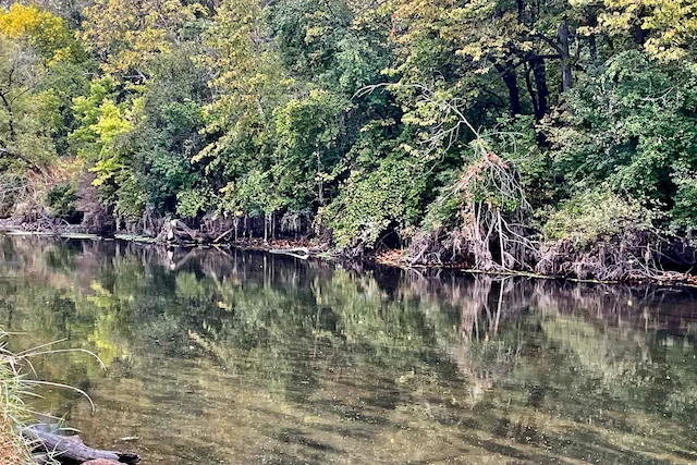 TTT-McDowell-Grove-Forest-Preserve-02