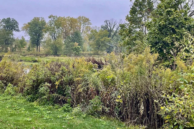 TTT-McDowell-Grove-Forest-Preserve-04