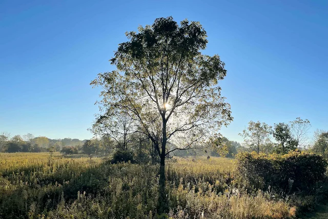 TTT-McDowell-Grove-Forest-Preserve-06