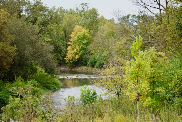 TTT-McDowell-Grove-Forest-Preserve-10