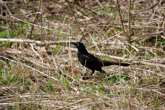 TTT-Montrose-Point-Bird-Sanctuary-Chicago-IL-03