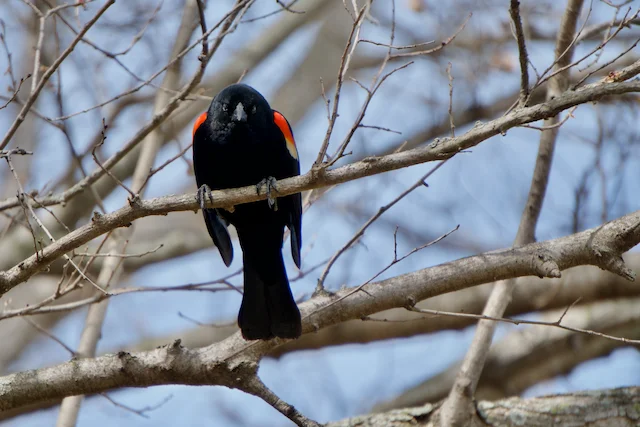 TTT-Montrose-Point-Bird-Sanctuary-Chicago-IL-04