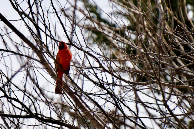 TTT-Montrose-Point-Bird-Sanctuary-Chicago-IL-06