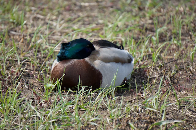 TTT-Montrose-Point-Bird-Sanctuary-Chicago-IL-07