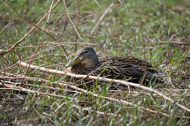 TTT-Montrose-Point-Bird-Sanctuary-Chicago-IL-08