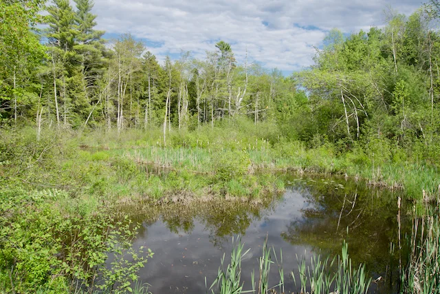TTT-Running-Trail-Pownal-ME-01