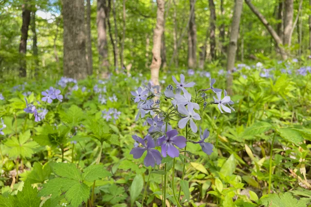 TTT-Tekakwitha-Woods-Forest-Preserve⁩-⁨South-Elgin-IL-02