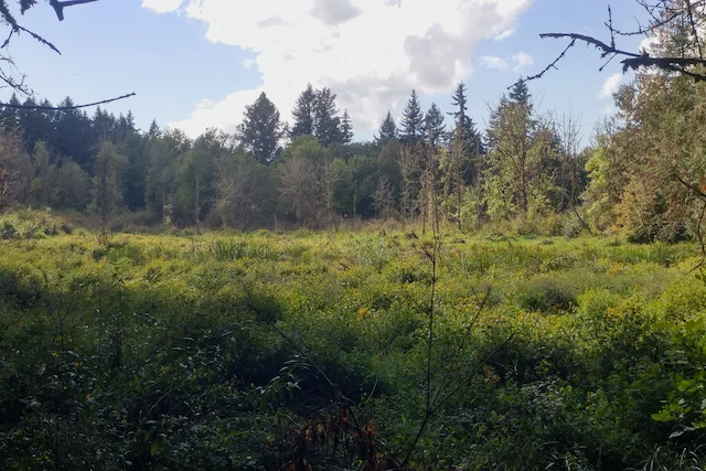 TTT-Tualatin-Hills-Nature-Park-03