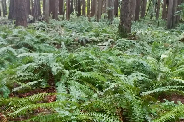 TTT-Tualatin-Hills-Nature-Park-05