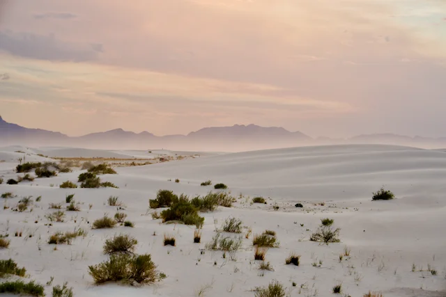 White-Sands-NP-Dune-Life-Nature-Trail-01