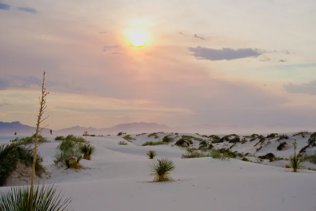White-Sands-NP-Dune-Life-Nature-Trail-02