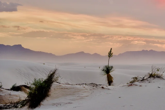 White-Sands-NP-Dune-Life-Nature-Trail-03