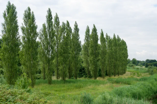 TTT-Máximapark-Utrecht-01