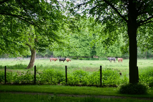TTT-Estates-Clingendael-Oosterbeek-05