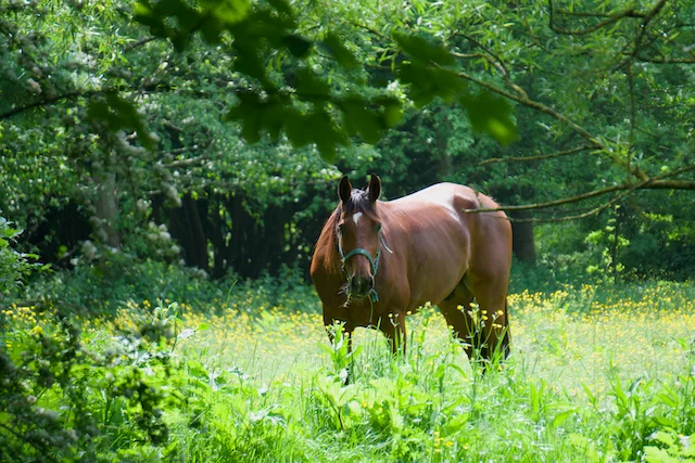 TTT-Estates-Clingendael-Oosterbeek-12