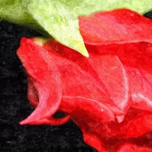 TTT-TheTravelingTulip-Tulips-DA-LR